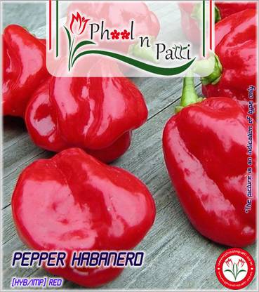 Phool n Patti PEPPER HABANERO HABANERO RED [Home Garden Seeds Eco Pack] [AVG 10 SEEDS] Seed