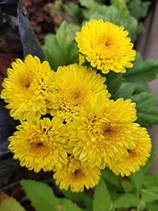 BDSresolve Chrysanthemum flower seeds yellow/Chrysanthemum seeds 46 Seed