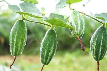 wequality parwal gourd seeds/pointed gourd seeds 18 Seed
