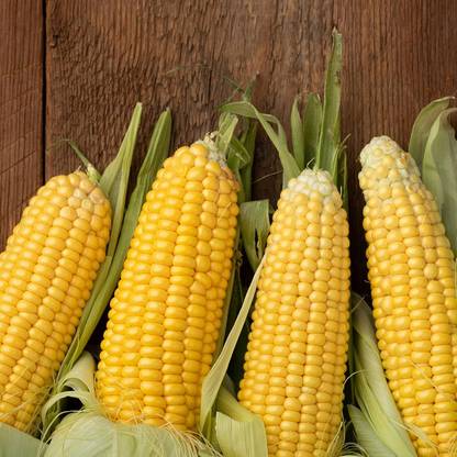 WILLVINE VNR -VII Honey Select Triplesweet Award Winning Corn-[250g] Seed