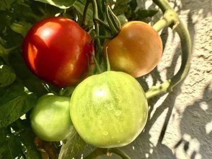 BDSresolve Hybrid tomato seeds for Home Garden PCK OF 152 Seed