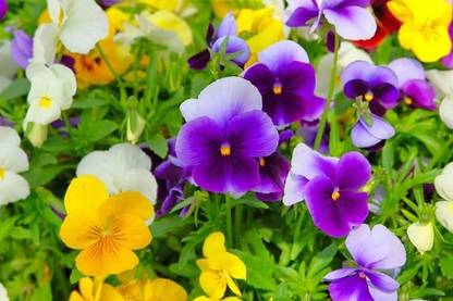 BHUSAN pansy seeds/Pansy flower seeds 40 Seed