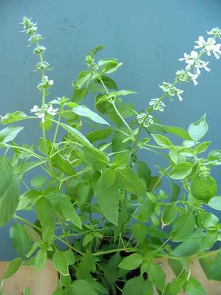 VibeX ® XLR-126 Thai Hoary Basil Seeds Seed