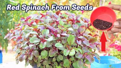 GOLU Red Spinach, Laal Saag Seed