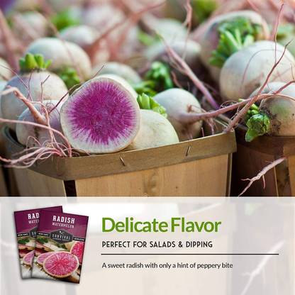 CYBEXIS KGF -20 - Watermelon Radish - (750 Seeds) Seed