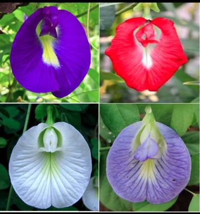 ROSEMERC Sankhpoolu / Aparajitha / clitoria ternatea / Neelkanth mixed 20 Seed