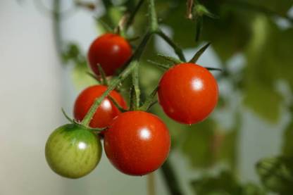 GRAXY tomato Seed