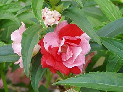 Lorvox Rose Balsam Flower Seed