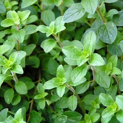 VibeX HUA-82 - Oregano for Planting - (450 Seeds) Seed
