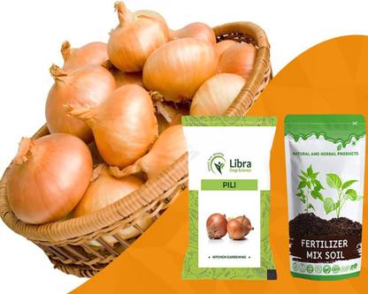 WILLVINE XLR-1432 Gold Onion Seeds-1500 Seeds Seed