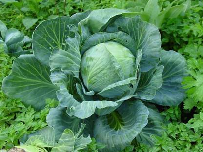 WILLVINE VMR -V Stonehead Cabbage Rock-solid [25g] Seed