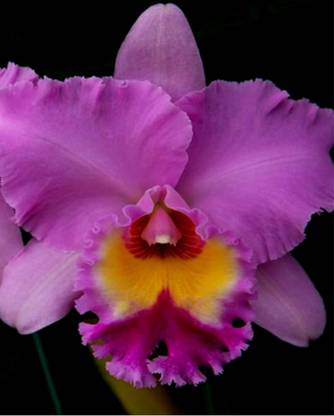 Divine Blossoms Cattleya Orchid Hybrid Thakaina Pink Without Flowers Seed