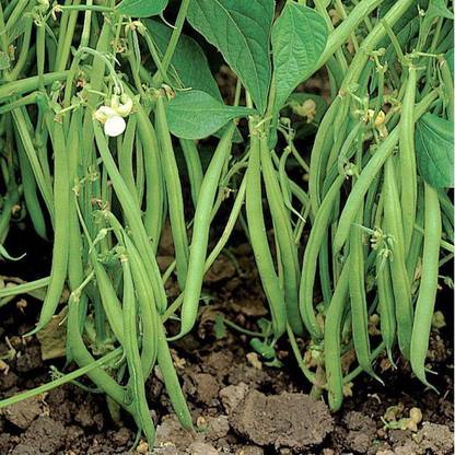 Avysa French Beans Vegetable Seed