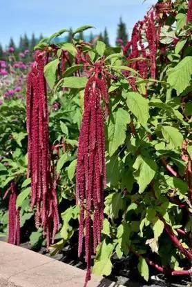 Aro Amaranthus Seed
