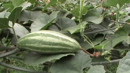 wequality pointed gourd roots/pointed gourd seeds 27 Seed