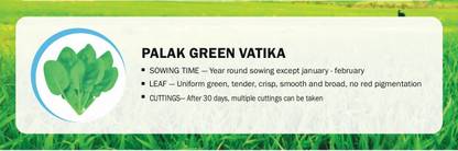 VibeX PALAK GREEN VATIKA(2000 Seeds) Seed