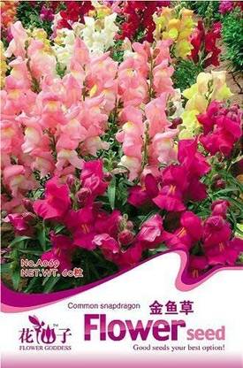 DROXTY ™ ICRA-1469-Flowers Seeds Antirrhinum Snapdragon Seeds Mixed Seed