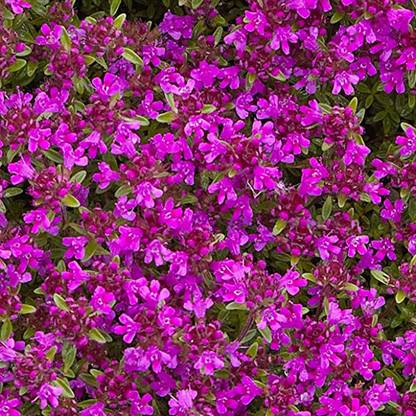 VibeX KGF -20 - Magic Carpet Creeping Thyme - (1350 Seeds) Seed