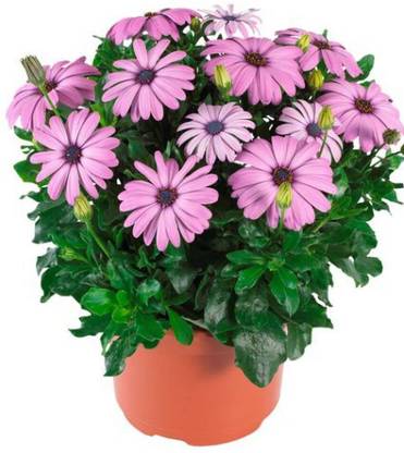 Aywal Dimorphotheca Mix Flower Non-GMO Seed
