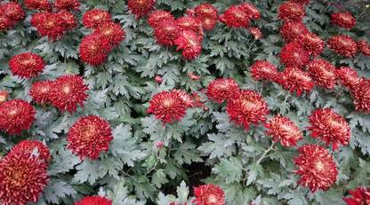 Vista Chrysanthemum (Reflex) Seed