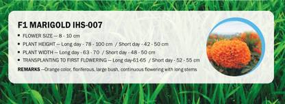 VibeX F1 MARIGOLD IHS-007(1000 Seeds) Seed