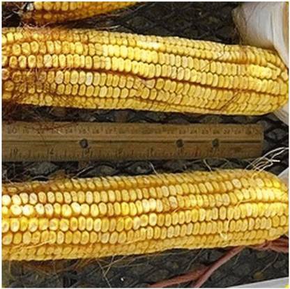 CYBEXIS GUA-32 - Yellow Dent Open Pollinated Corn - (250 Seeds) Seed