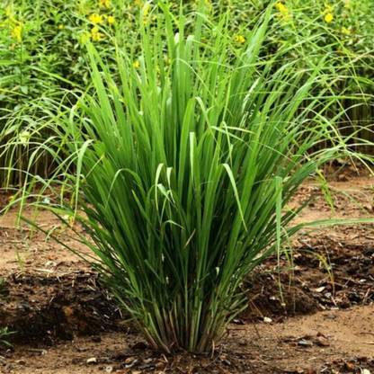 Aywal Good Germination Lemon Grass Herbs Seed