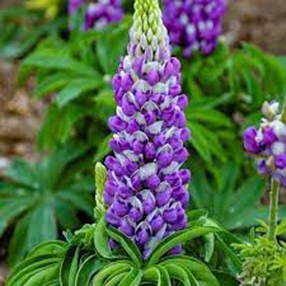 SREE lupin seed, lupin flower Seed