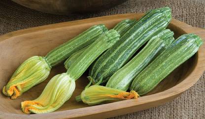 CYBEXIS XLL-18 - Zucchini Costata Romanesco - (675 Seeds) Seed