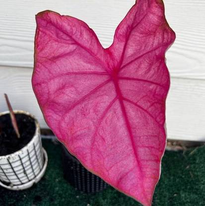 Oakwood Farms ® Imported Fannie Munson Caladium Beautiful Leafy Bulbs Seed