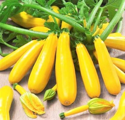 Gromax India Special Summer Season Yellow Squash Vegetable Seed, For Home Garden Seed