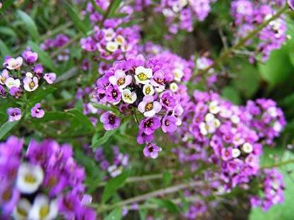 CYBEXIS Winter Sowing- Alyssum Royal Carpet - Purple Flower Seed
