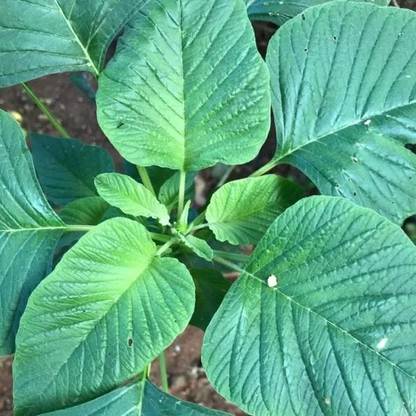 Hmr Green amaranth, Slender amaranth Seed