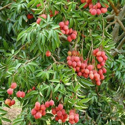 Aywal Litchi, Lychee, Litchi, Lichi, Lichee Fruit Seeds Seed