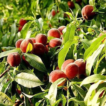 KANAYA Peach Aadu Fruit Seed