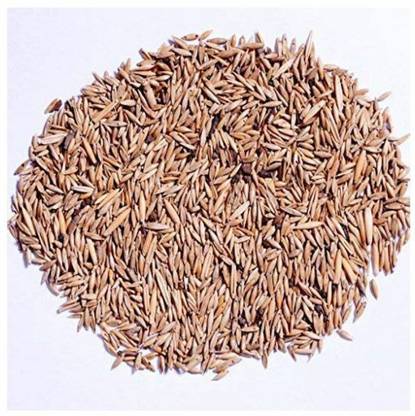 Green India Bambusa bamboo,Bambusa vulgaris and Ornamental bamboo seeds Seed