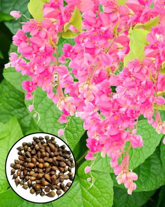 bloomaura Coral Vine Seed
