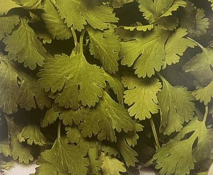 ZIXA Corriander Herb Coriandrum sativum Seed