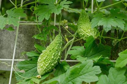VibeX ® VMR-60 Green Bitter Gourd Vine Seeds Seed