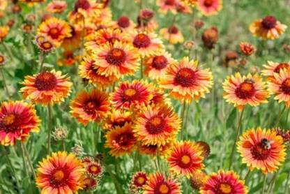WATIKA Gaillardia ‘Oranges and Lemons’ Seed