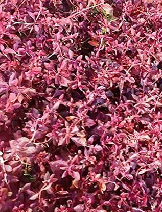 Kapebonavista Roktopitta Kenwti kalibel Ventilago maderaspatana plant Seed