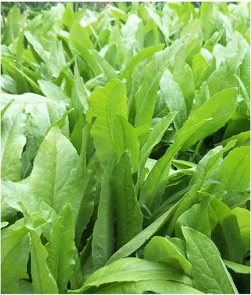 WILLVINE NBIR-690 Chinese Lettuce Mak Choi Yu Mai Tsai Seed
