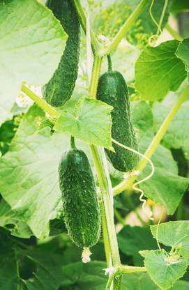 AFARTIOBINA 27 PCS CUCUMBER SEEDS Seed