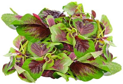 URRO Green Amaranth ( Totakura ) Seed