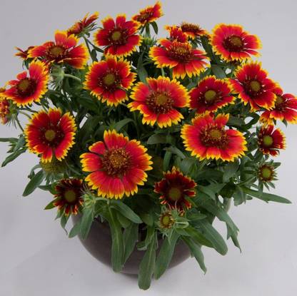 CYBEXIS XLL-35 - Indian Blanket Flower Gaillardia Sunflower Red Yellow - (540 Seeds) Seed