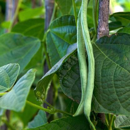 Aywal Green French Bean Seed