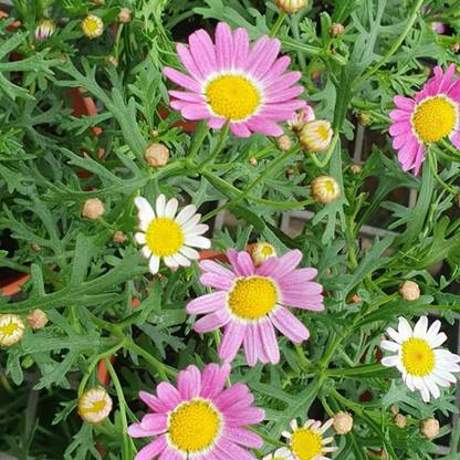 PMA Aster Flower Seeds, Gardening Flower Seeds, Aster Hybird Seed