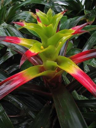 NooElec Seeds India All Seasons Squarrosa Bromeliad Air Plant Seed