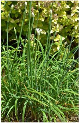VibeX ® XXL-316 Chinese Chive Seeds for Planting Seed