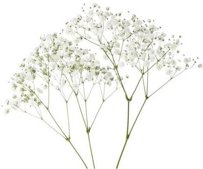 Aywal Gypsophila (Snow Flakes) Flower Seeds Ornamental Plant Flower Seed